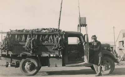 Rabbits on truck